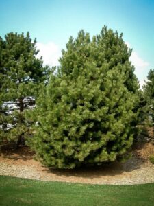 Сосна Чёрная (Pinus Nigra) купить по цене от 270.00р. в интернет-магазине «Посадика» с доставкой почтой в в Кропоткине и по всей России – [изображение №1].