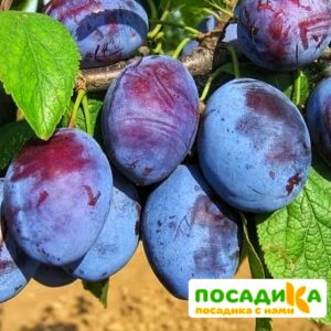 Слива Чачакская ранняя купить по цене от 229.00р. в интернет-магазине «Посадика» с доставкой почтой в в Кропоткине и по всей России – [изображение №1].