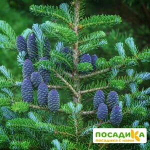 Пихта корейская (Abies koreana) купить по цене от 450.00р. в интернет-магазине «Посадика» с доставкой почтой в в Кропоткине и по всей России – [изображение №1].