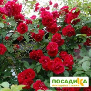 Роза плетистая Амадеус купить по цене от 399.00р. в интернет-магазине «Посадика» с доставкой почтой в в Кропоткине и по всей России – [изображение №1].