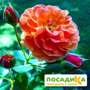 Роза Арабия купить по цене от 350.00р. в интернет-магазине «Посадика» с доставкой почтой в в Кропоткине и по всей России – [изображение №1].