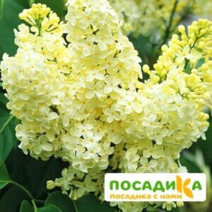 Сирень Примроуз (Primrose) купить по цене от 529.00р. в интернет-магазине «Посадика» с доставкой почтой в в Кропоткине и по всей России – [изображение №1].