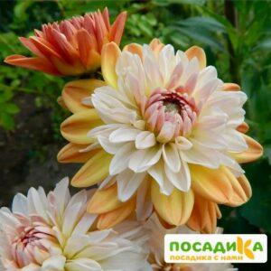 Георгина Коуп де Солейл (декоративная) купить по цене от 400р. в интернет-магазине «Посадика» с доставкой почтой в в Кропоткине и по всей России – [изображение №1].