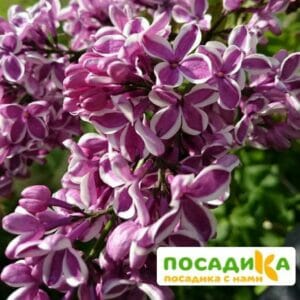 Сирень Сенсация купить по цене от 529.00р. в интернет-магазине «Посадика» с доставкой почтой в в Кропоткине и по всей России – [изображение №1].