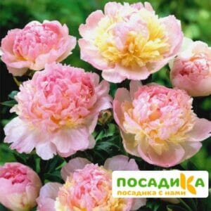 Пион Распберри Сандей (Paeonia Raspberry Sundae) купить по цене от 959р. в интернет-магазине «Посадика» с доставкой почтой в в Кропоткине и по всей России – [изображение №1].