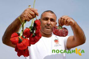 Клубника Гигант Джорнея купить по цене от 266р. в интернет-магазине «Посадика» с доставкой почтой в в Кропоткине и по всей России – [изображение №1].