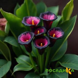 Калла Аура Лейс купить по цене от 400р. в интернет-магазине «Посадика» с доставкой почтой в в Кропоткине и по всей России – [изображение №1].