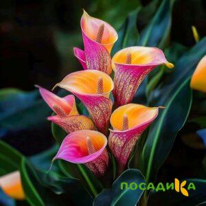 Калла Оникс купить по цене от 450р. в интернет-магазине «Посадика» с доставкой почтой в в Кропоткине и по всей России – [изображение №1].