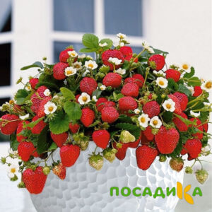 Клубника Рубиновый Шепот (горшечная) купить по цене от 240р. в интернет-магазине «Посадика» с доставкой почтой в в Кропоткине и по всей России – [изображение №1].