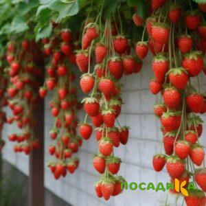 Клубника вьющаяся Комплимент купить по цене от 470р. в интернет-магазине «Посадика» с доставкой почтой в в Кропоткине и по всей России – [изображение №1].