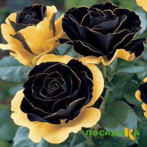 Роза Ханни Сикл купить по цене от 700р. в интернет-магазине «Посадика» с доставкой почтой в в Кропоткине и по всей России – [изображение №1].