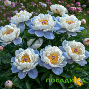 Пион акварельный Этюд купить по цене от 806р. в интернет-магазине «Посадика» с доставкой почтой в в Кропоткине и по всей России – [изображение №1].