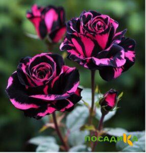 Роза Багровый Шепот купить по цене от 366р. в интернет-магазине «Посадика» с доставкой почтой в в Кропоткине и по всей России – [изображение №1].