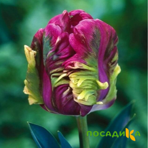 Тюльпан Экзотик Хэвен купить по цене от 186р. в интернет-магазине «Посадика» с доставкой почтой в в Кропоткине и по всей России – [изображение №1].