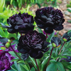 Пион Королевский Бархат купить по цене от 419р. в интернет-магазине «Посадика» с доставкой почтой в в Кропоткине и по всей России – [изображение №1].