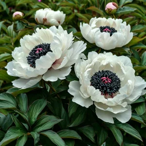 Пион Инк Эн купить по цене от 429р. в интернет-магазине «Посадика» с доставкой почтой в в Кропоткине и по всей России – [изображение №1].