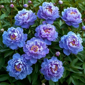 Пион Голубой лотос купить по цене от 590р. в интернет-магазине «Посадика» с доставкой почтой в в Кропоткине и по всей России – [изображение №1].